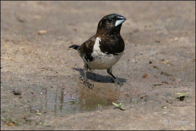 527_IMG_0383_Kleinelsterchen