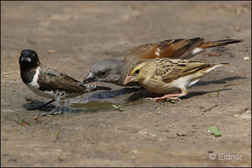 528_IMG_0372_Graukopfsperling_Kleinelsterchen