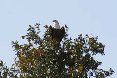 504_IMG_6204_Schreiseeadler