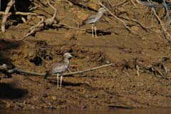 508_IMG_6245_Senegaltriel