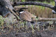 509_IMG_0195_Spornkiebitz