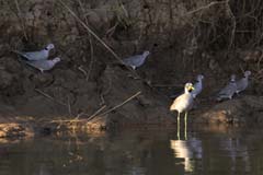 510_IMG_6557_Senegalkiebitz_Roeteltaube