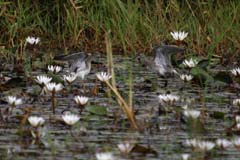 511_IMG_0292_Bruchwasserläufer