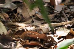 512_IMG_9910_Schleppennachtschwalbe