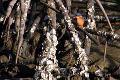 513_IMG_7069_Haubenzwergfischer