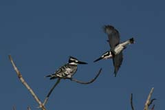 514_IMG_8348_Graufischer_Montage