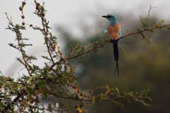 515_IMG_0268_Senegalracke