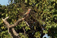 516_IMG_6331_Strichelracke