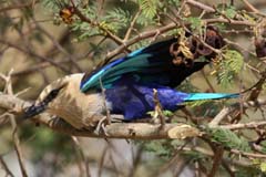 517_IMG_0224_Opalracke