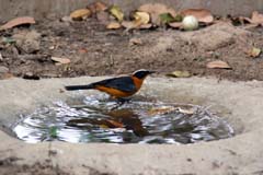 518_IMG_0028_Weissscheitelroetel