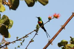 519_CD_450_016_Elfennektarvogel