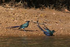 520_IMG_6279_Langschwanzglanzstar_nu