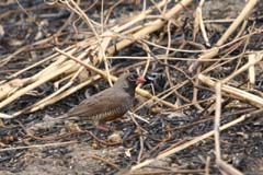 525a_IMG_0366_Wachtelastrild