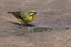 526_IMG_0352_Mosambikgirlitz