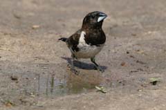 527_IMG_0383_Kleinelsterchen