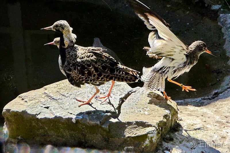 04_P1160640.MP4_Snap2_Kampflaufer