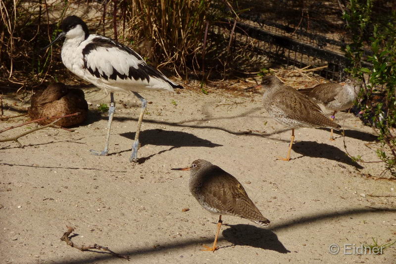 05_P1150764_Saebelschnaebler