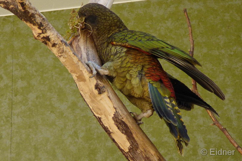 08_P1150990_Kea_Neuseeland