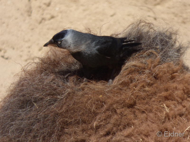 11_P1160106a_fern von Afrika