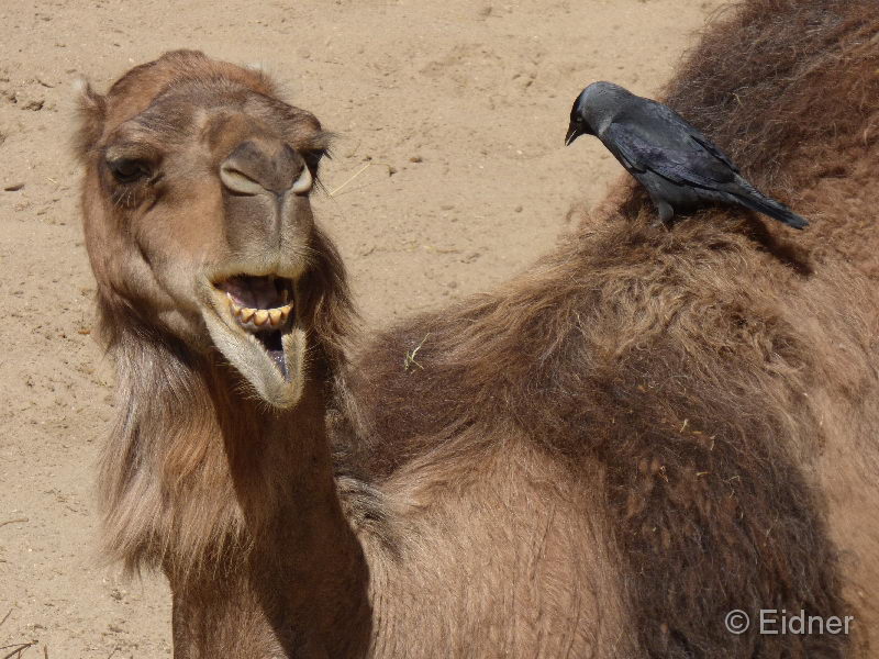 12_P1160112a_fern von Afrika