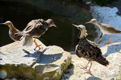 03_P1160640.MP4_Snap1_Kampflaufer