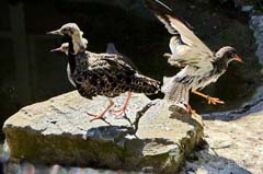 04_P1160640.MP4_Snap2_Kampflaufer