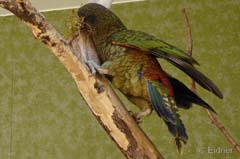 08_P1150990_Kea_Neuseeland