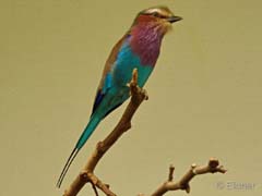 09_P1150863a_Gabelracke_Afrika