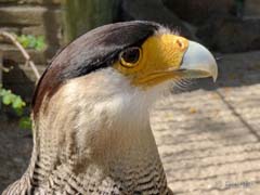 10_P1160034a_Schopfkarakara_Suedamerika