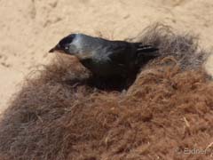 11_P1160106a_fern von Afrika