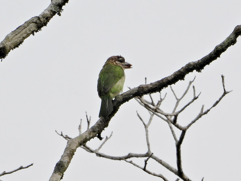 06_DSCN2465_White-cheeked Barbet