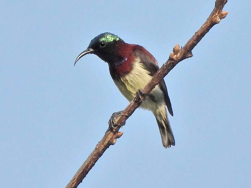 07_DSCN3347_Crimson-backed Sunbird