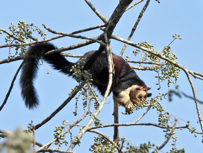 08_DSCN3507_Riesenhoernchen