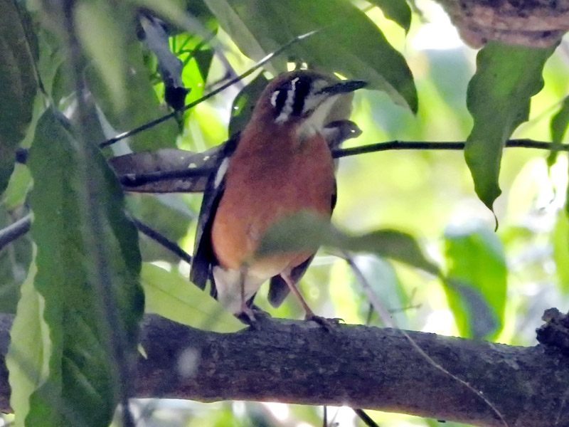 09_DSCN2933_Orange-headed Thrush