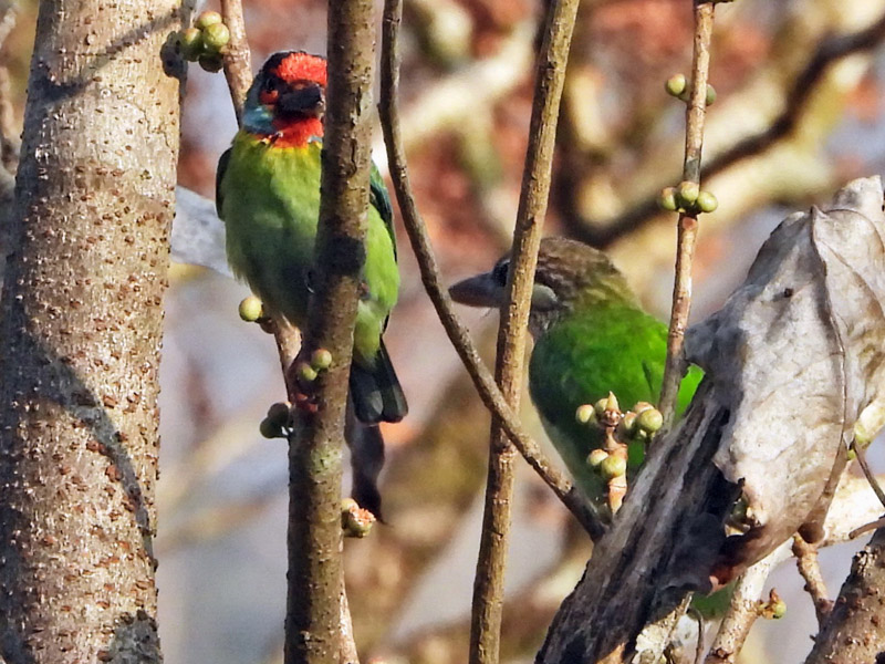 10_DSCN3244_Malabar Barbet