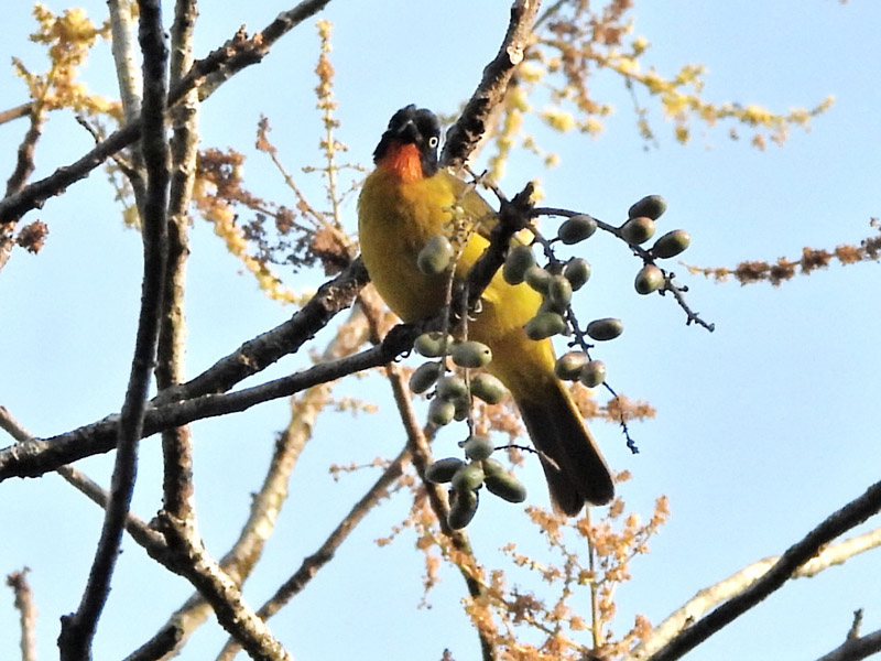 11_DSCN3296_Flame-throated Bulbul