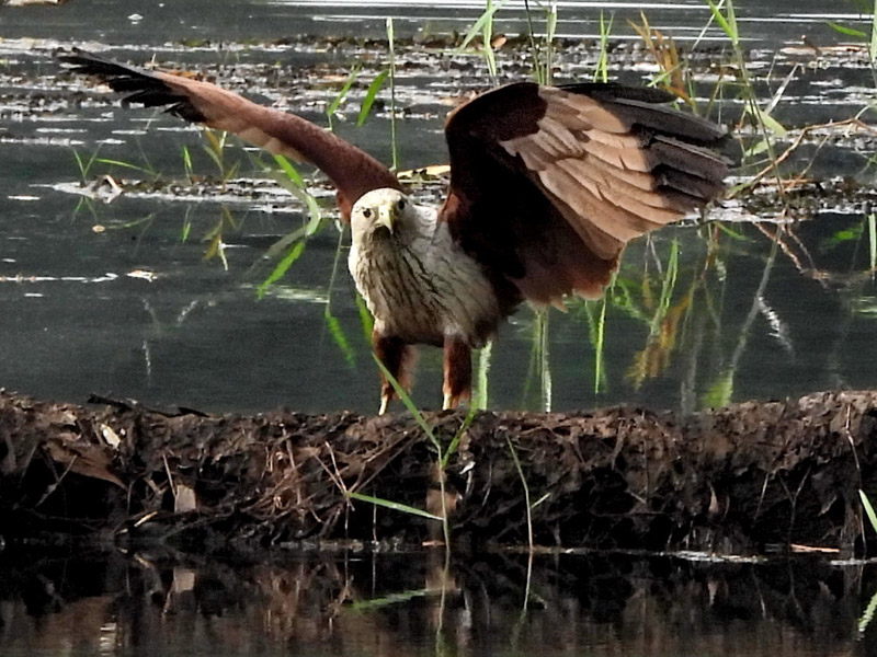 14_DSCN3712_Brahminy Kite