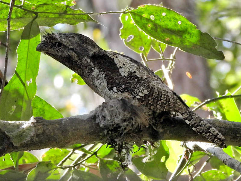16_DSCN4080_Sri Lanka Frogmouth