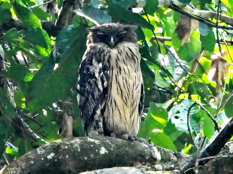 17_DSCN2905_Brown Fish-owl