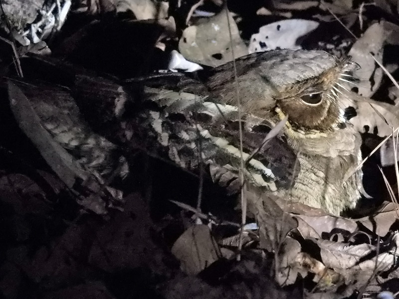18_DSCN4403_Jerdons Nightjar