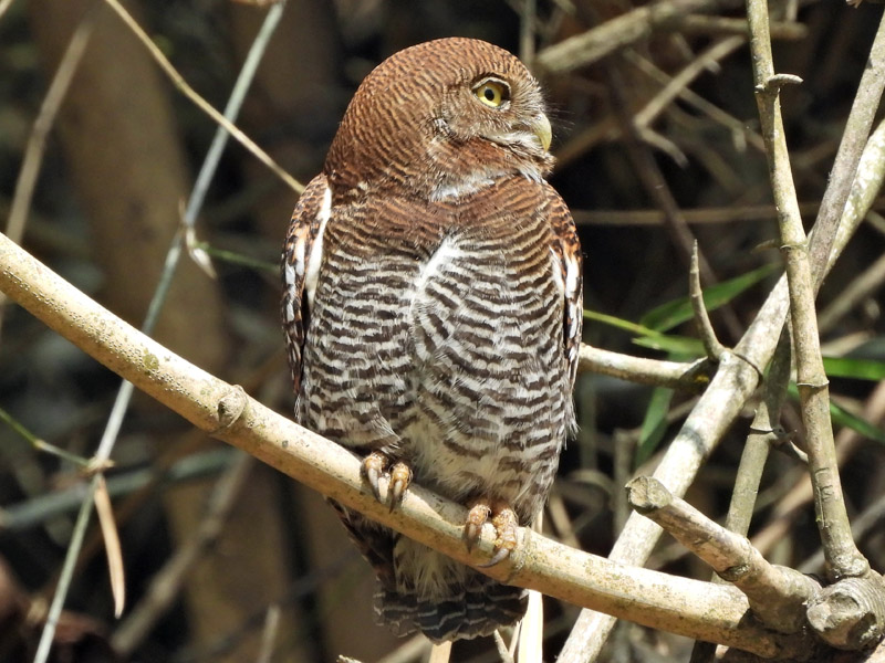 20_DSCN4775_Jungle Owlet