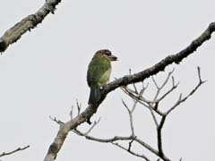 06_DSCN2465_White-cheeked Barbet