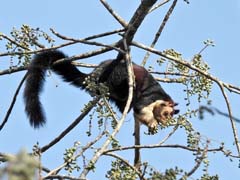 08_DSCN3507_Riesenhoernchen