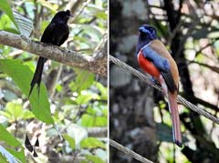 12_DSCN3636_DSCN3625_2birds