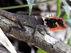 13_DSCN3656_Monilesaurus