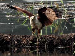 14_DSCN3712_Brahminy Kite