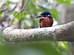 15_DSCN4023_Blue-eared Kingfisher
