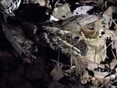 18_DSCN4403_Jerdons Nightjar