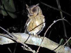 19_DSCN4504_Indian Scops-Owl