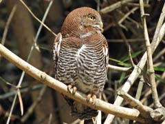 20_DSCN4775_Jungle Owlet